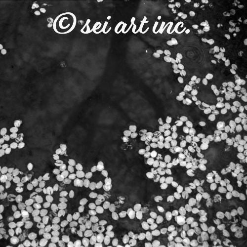 Cherry Blossom Petals on Water Surface (B&W) Art – seiartinc