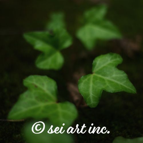 Minimalist art design featuring the 'ivy' photo art. / 「アイビー」のフォトアートを配した、ミニマリストデザイン。