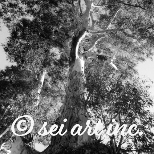 Minimalist design featuring the 'Eucalyptus Tree (B&W)' photo art. / 「ユーカリの木(モノクロ)」のフォトアートによるミニマルなデザイン。