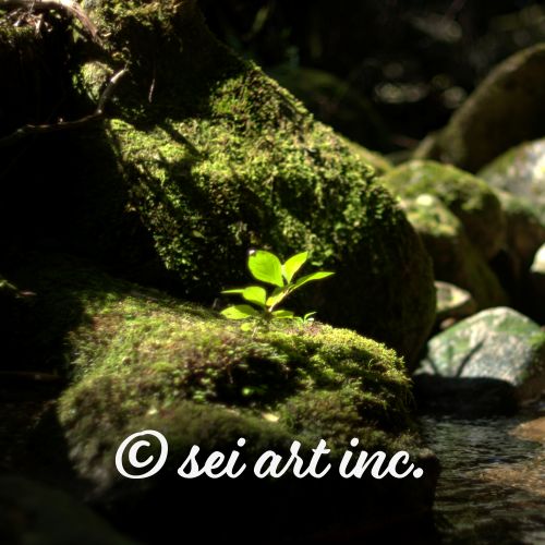 Plant on a Rock Art – seiartinc