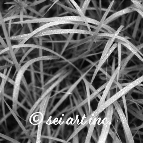 Weeds (B&W) Art – seiartinc