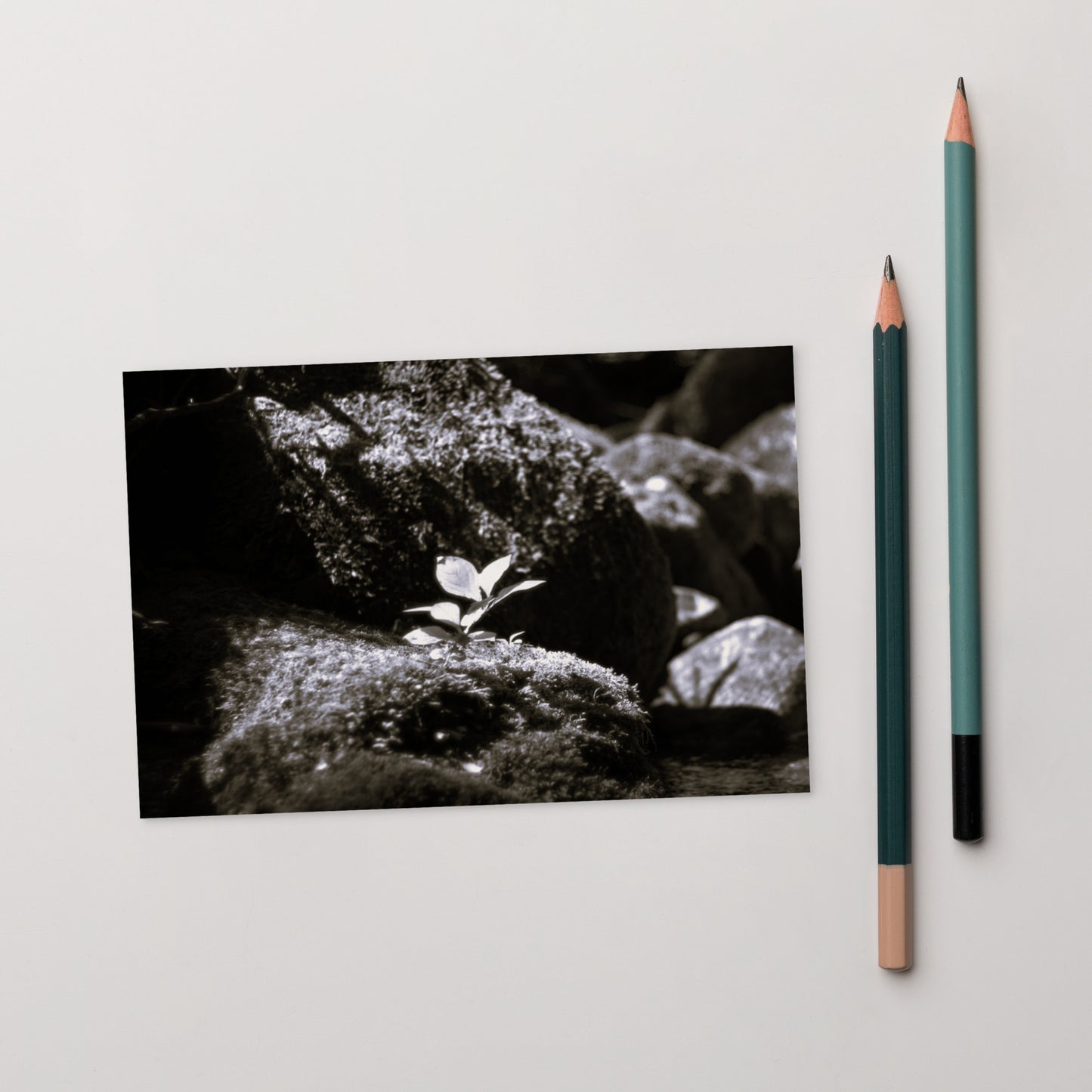 Plant on a Rock (B&W) Art – Premium Matte Postcard, Hand-held View