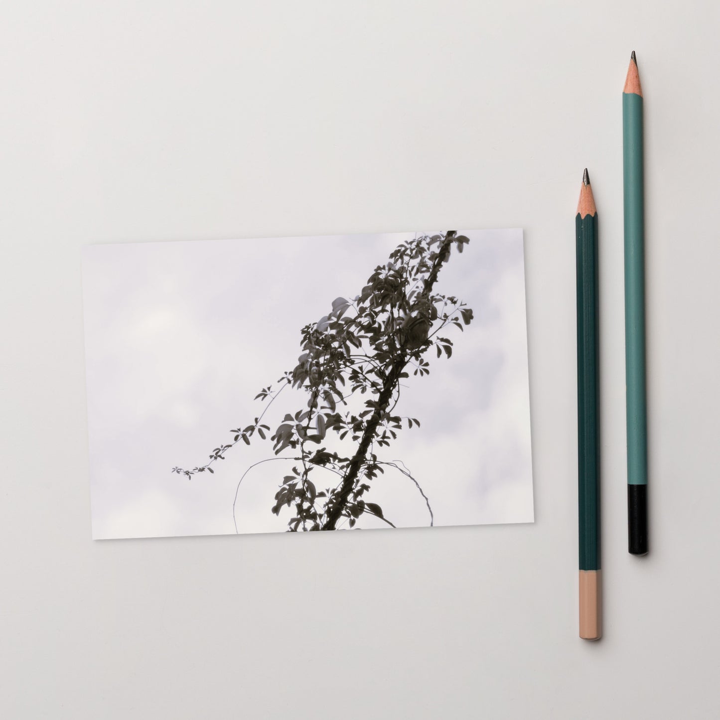 Minimalist mode style postcard featuring a 'Vines Entangled on a Utility Pole' black and white photo print / モードストリート系デザインのポストカード、「電柱に絡まるツル」のモノクロ写真プリント(ポストカード)