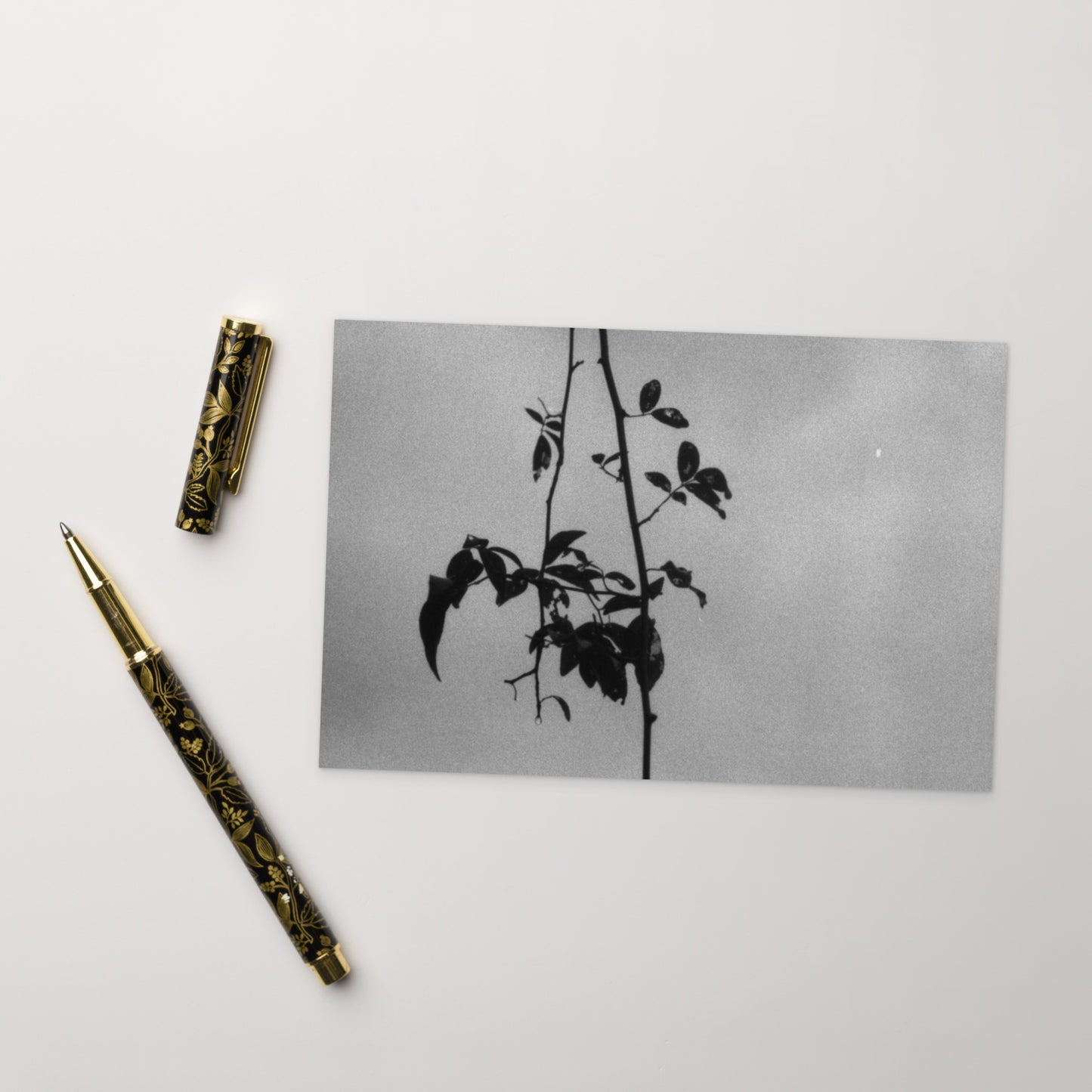 Minimalist streetwear style postcard featuring the 'Eucalyptus Tree (B&W)' photo art. / モードストリート系ポストカード:「ユーカリの木(モノクロ)」のフォトアートを配したデザイン。