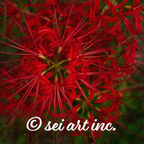 Red Spider Lily – Minimalist Floral Art | seiartinc.