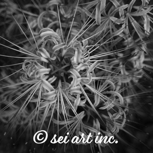 Red Spider Lily (B&W) – Minimalist Monochrome Floral Art | seiartinc.