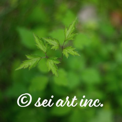 plant – Minimalist Botanical Art | seiartinc.