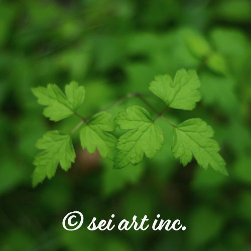 plants – Minimalist Botanical Art | seiartinc.