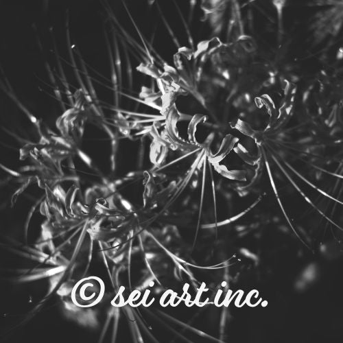 Red Spider Lily (B&W)