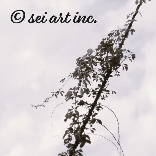 Vines Entangled on a Utility Pole (B&W)