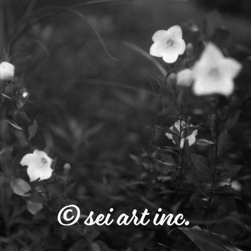Balloon Flower (B&W)