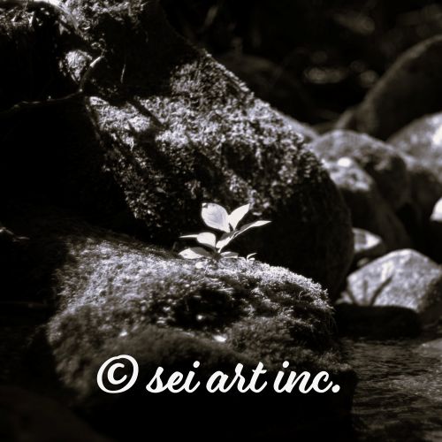Plant on a Rock (B&W)