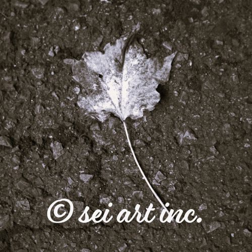 Maple Leaf (B&W) – Minimalist Monochrome Botanical Art | seiartinc.