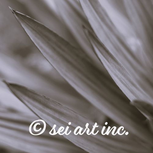 Yucca Plant (B&W)