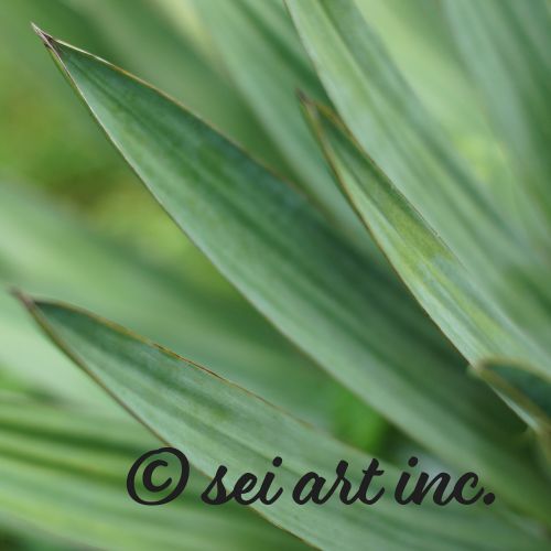 Yucca Plant