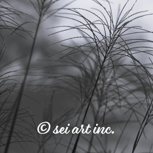Silver Grass Cluster (B&W) – Minimalist Monochrome Botanical Art | seiartinc.