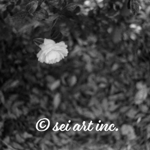 Camellia Flower (B&W)