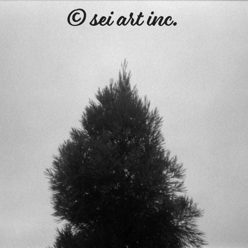 Fog and Trees (B&W)