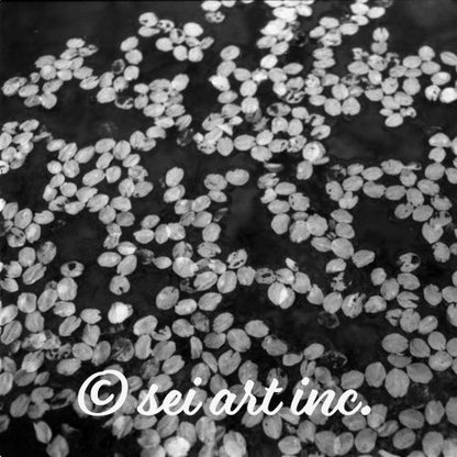Cherry Blossom Petals in Puddle (B&W) - Art Detail Close-up