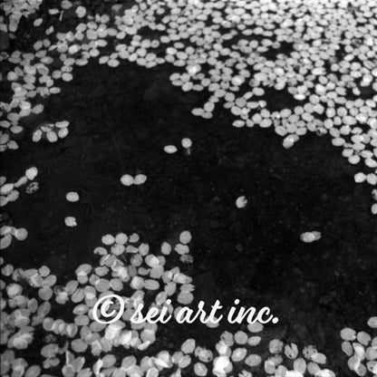 Cherry Blossoms (B&W) Art – seiartinc