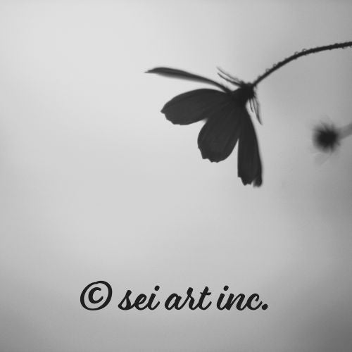 Cosmos Flower Botanical B&W Photo Print – seiartinc