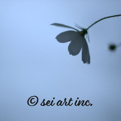 Cosmos Flower Botanical Photo Print – seiartinc