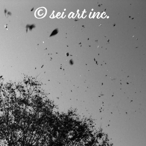 Leaves Dancing in Wind (B&W) 