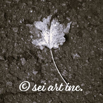 Maple Leaf Botanical B&W Photo Print – seiartinc