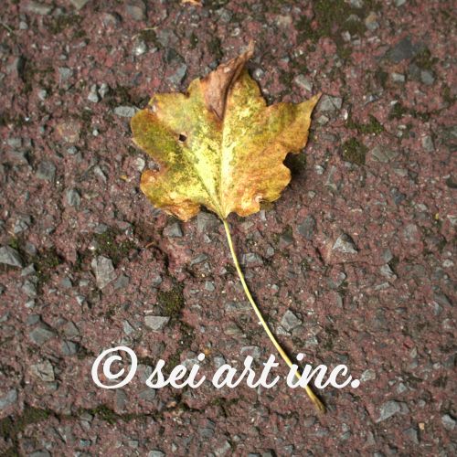 Maple Leaf Botanical Photo Print – seiartinc
