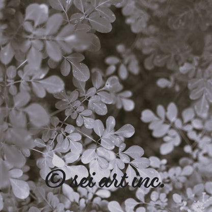 Matsukazesou Botanical B&W Photo Print – seiartinc