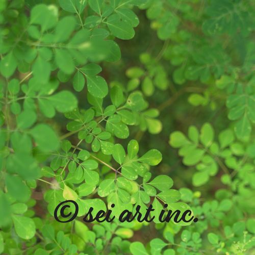 Matsukazesou Botanical Photo Print – seiartinc