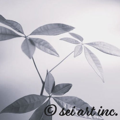 Minimalist art design featuring the 'Botanical (B&W)' photo art. / 「ボタニカル (モノクロ)」のフォトアートを配した、ミニマリストデザイン。