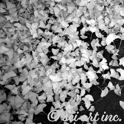 Minimalist art design featuring the 'Ginkgo Biloba (B&W)' photo art. / 「イチョウ (モノクロ)」のフォトアートを配した、ミニマリストデザイン。