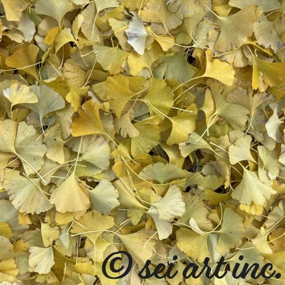 Minimalist art design featuring the 'Ginkgo Leaves' photo art. / 「イチョウの葉」のフォトアートを配した、ミニマリストデザイン。