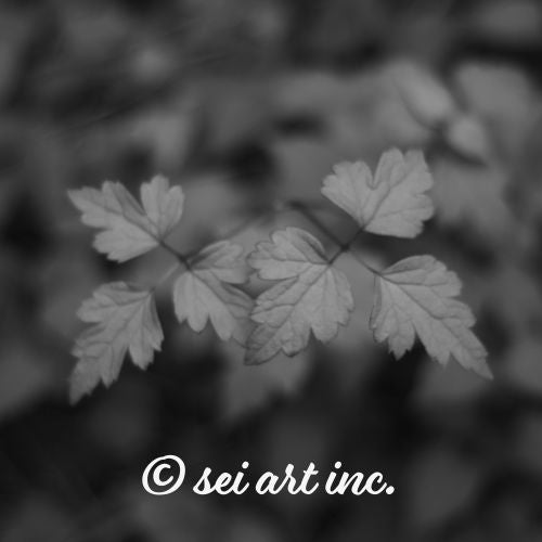 Minimalist art design featuring the 'Plants (B&W)' photo art. / 「プランツ (モノクロ)」のフォトアートを配した、ミニマリストデザイン。