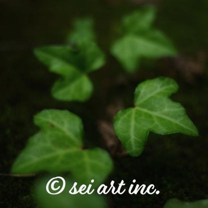 Minimalist art design featuring the 'ivy' photo art. / 「アイビー」のフォトアートを配した、ミニマリストデザイン。