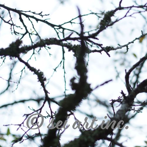 Minimalist mode style product photography capturing the details of the 'Bare Tree' art print / モードストリート系プロダクトフォト、「Bare Tree（枯れ木）」のアートプリントのディテール（製品イメージ）