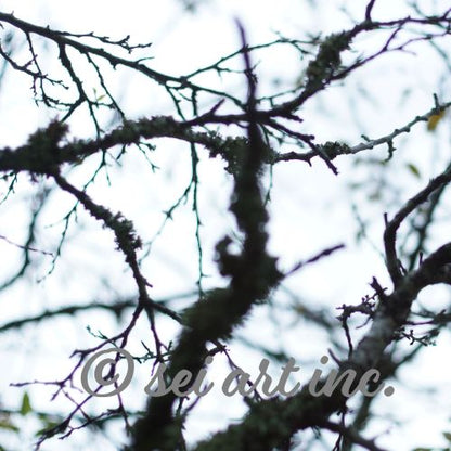 Minimalist mode style product photography capturing the details of the 'Bare Tree' art print / モードストリート系プロダクトフォト、「Bare Tree（枯れ木）」のアートプリントのディテール（製品イメージ）