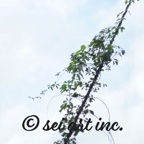 Minimalist mode style product photography capturing the details of the 'Vines Entangled on a Utility Pole' photo print / モードストリート系プロダクトフォト、「Vines Entangled on a Utility Pole（電柱に絡まるツル）」の写真プリントのディテール（製品イメージ）