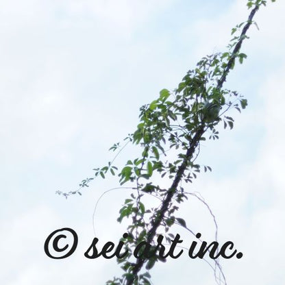 Minimalist mode style product photography capturing the details of the 'Vines Entangled on a Utility Pole' photo print / モードストリート系プロダクトフォト、「Vines Entangled on a Utility Pole（電柱に絡まるツル）」の写真プリントのディテール（製品イメージ）
