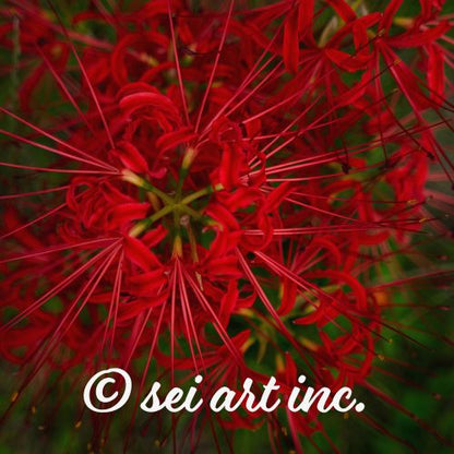 Red Spider Lily Botanical Photo Print – seiartinc