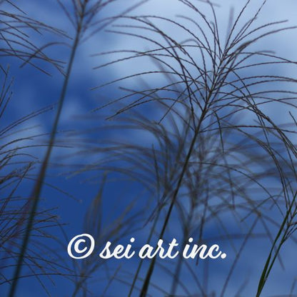 Silver Grass Cluster Botanical Photo Print – seiartinc