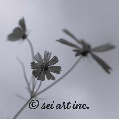 Three Cosmos Flowers Botanical B&W Photo Print – seiartinc