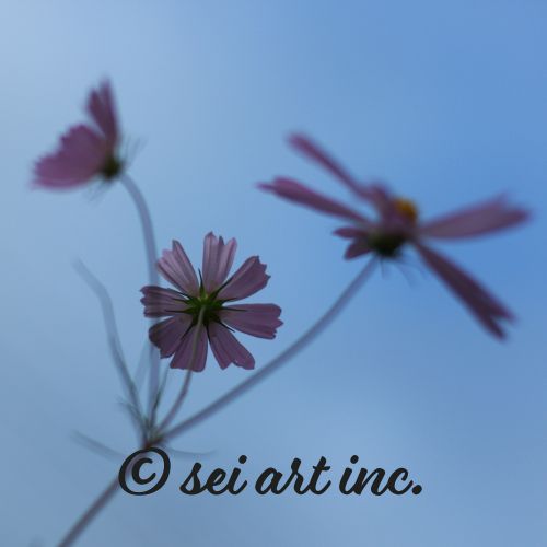 Three Cosmos Flowers Botanical Photo Print – seiartinc