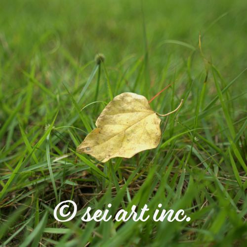 Yellow Fallen Leaf Botanical Photo Print – seiartinc