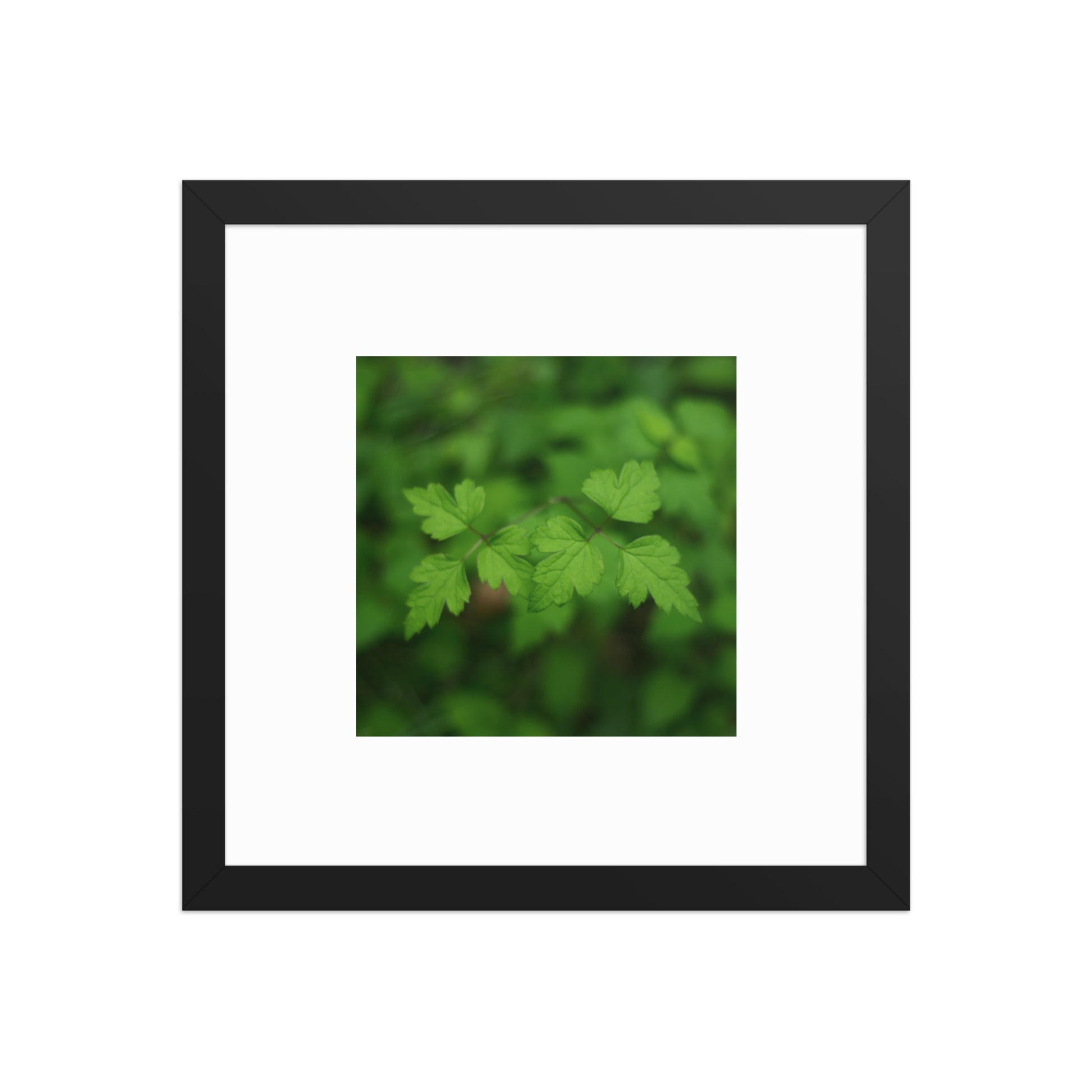 【Black Frame】
Minimalist mode style framed matte paper poster with a 'plants' botanical art print and a black frame / モードストリート系フレーム付きポスター（ブラックフレーム）、「植物」のアートプリント（壁掛けアート）
