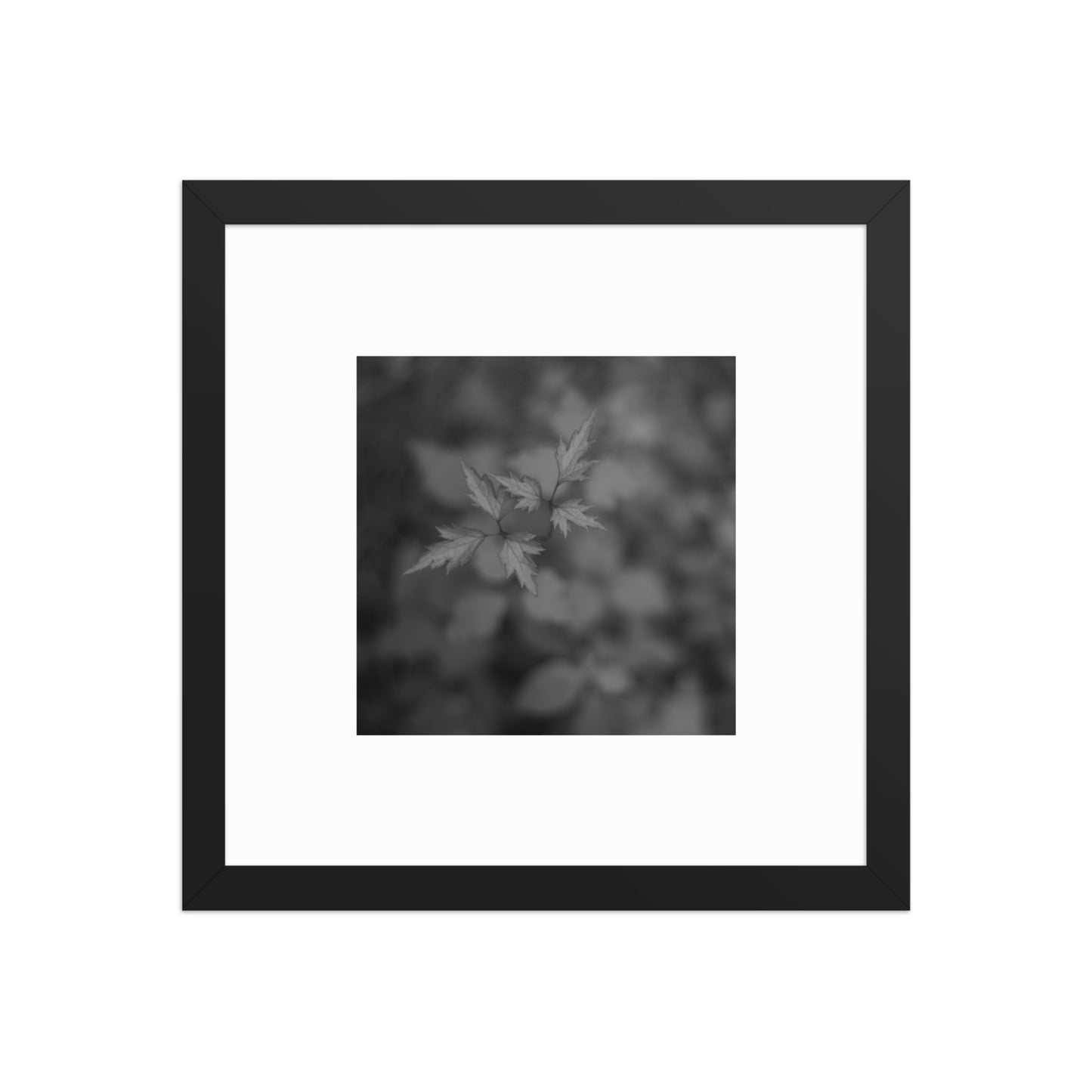 Botanical Plant B&W Art – Framed Matte Poster, Black Frame, Front View
