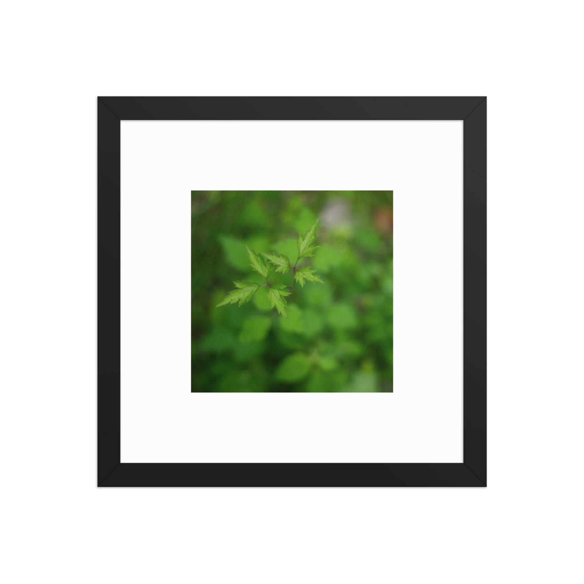Botanical Plant Art – Framed Matte Poster, Black Frame, Front View
