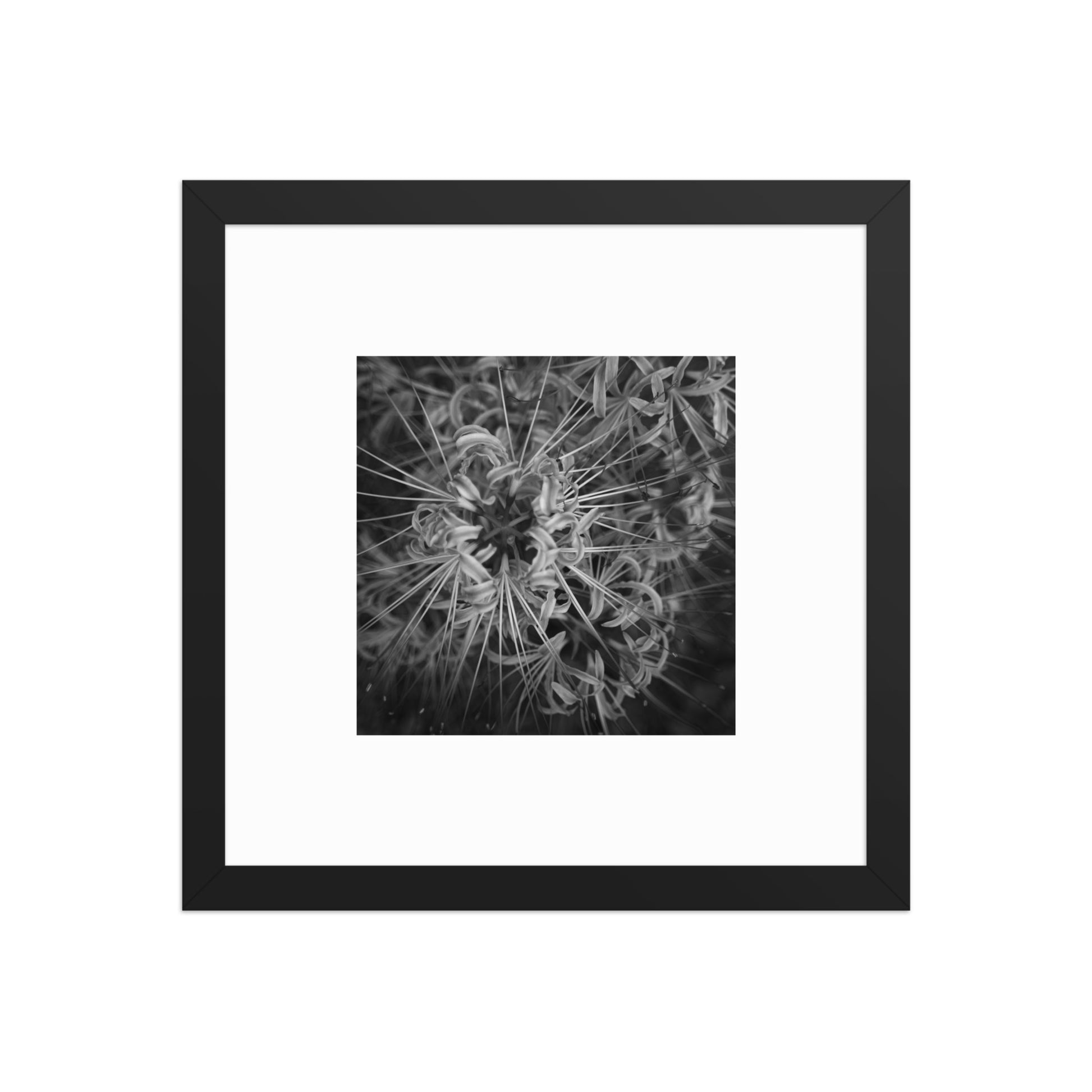 Red Spider Lily B&W Art – Framed Poster, Black Frame, Front View