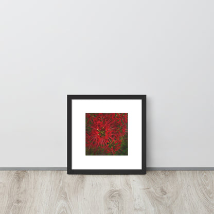 Red Spider Lily Botanical Art – Framed Poster 12x12, Black Frame, Front View